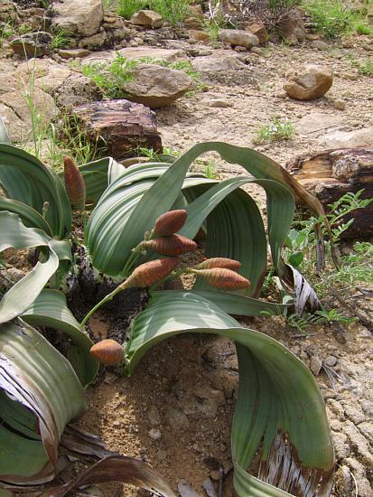 Welwitschia mirabilis