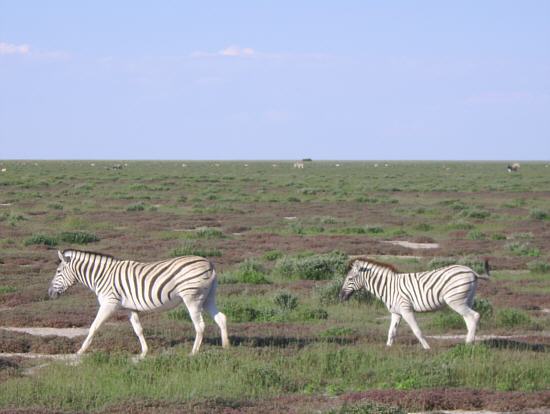 Hartmann-Zebras
