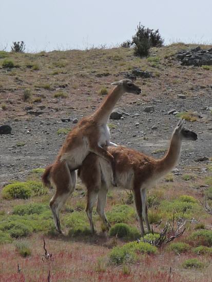 easy to recognize: male and female Guanaco