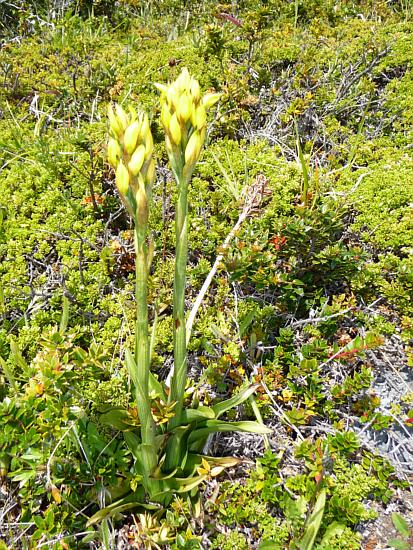 Yellow Ground Orchid