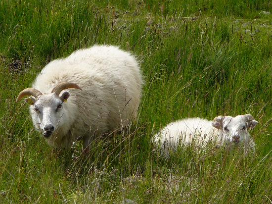 Schafe im Öxnadalur