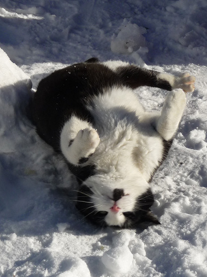 Pussy cat bathing in the snow