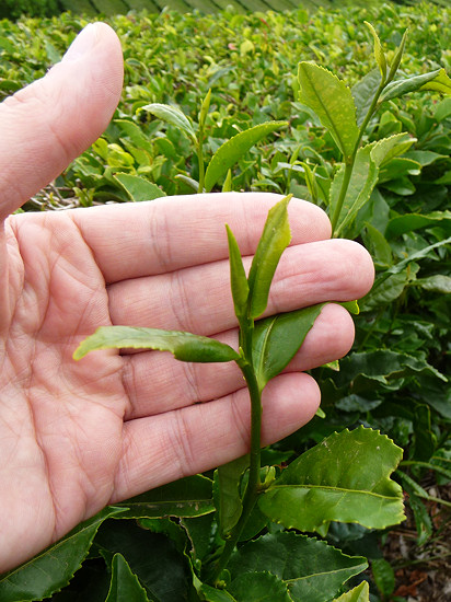 Zweig der Teepflanze mit den 3 oberen als Tee verwerteten Blättern
