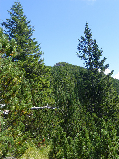 Die letzten Meter führen durch einen dichten Legförenwald.