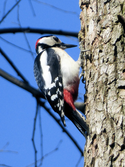 Great spotted woodpecker at Fauler See