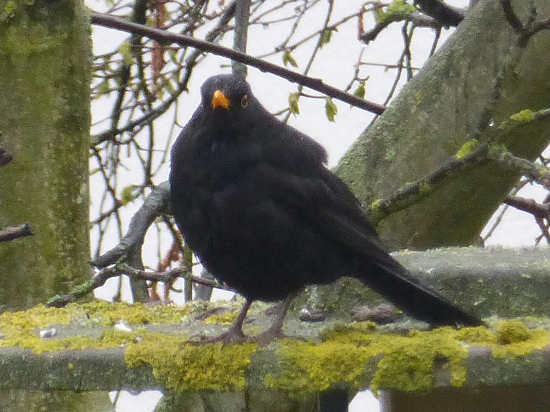 Blackbird males on observation posts